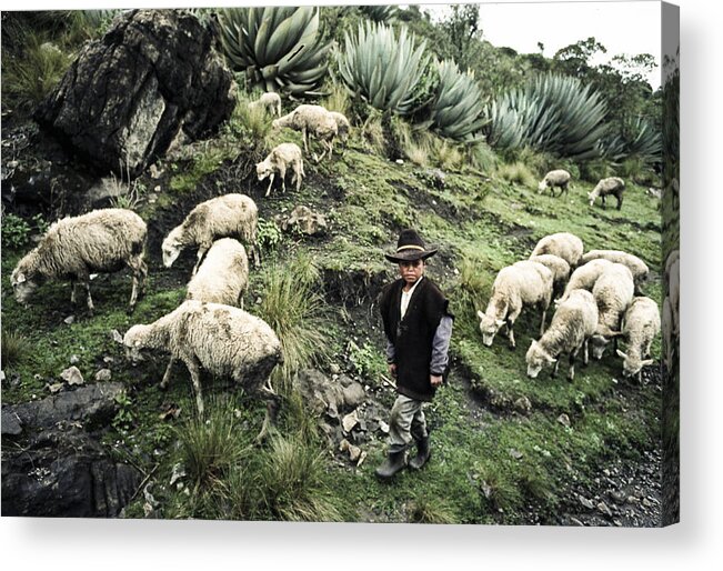 Aloe Plants Acrylic Print featuring the photograph The Shepherd by Tina Manley