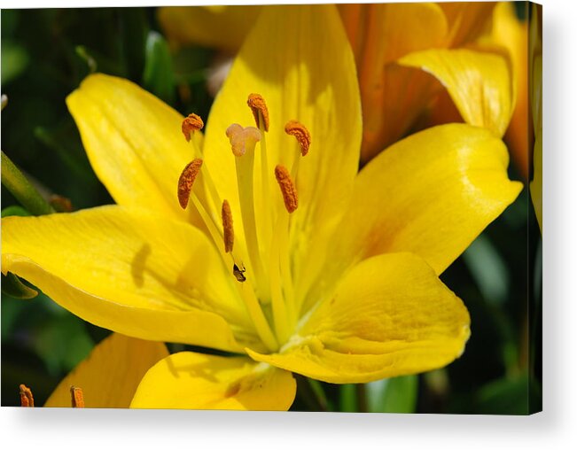 Lilly Acrylic Print featuring the photograph This Lilly is for Joyce by Kathy Paynter
