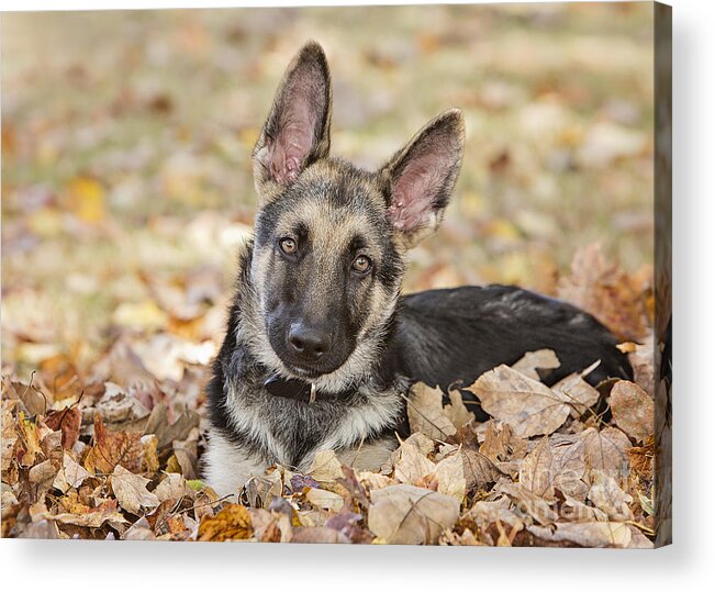 Pet Acrylic Print featuring the photograph Those Ears by Linda D Lester