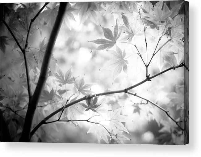 Black And White Acrylic Print featuring the photograph Through The Leaves by Darryl Dalton