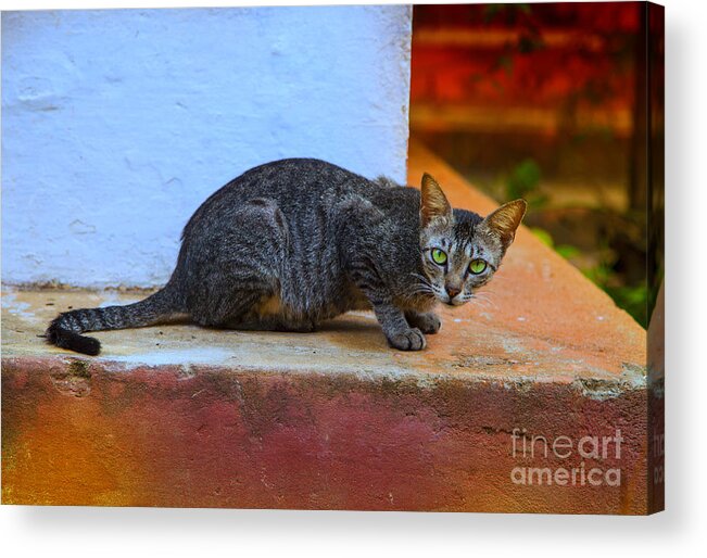 Cat Acrylic Print featuring the photograph Tiger cat with luminous eyes by Gina Koch