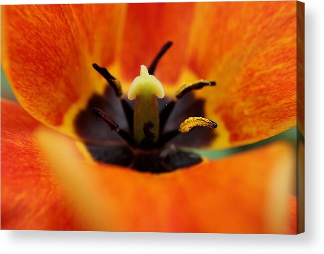 Tiger Acrylic Print featuring the photograph Tiger Lily Detials by Trent Mallett