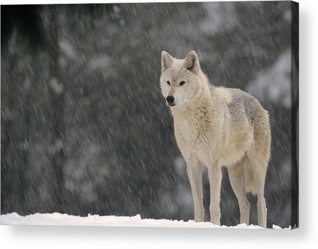 Feb0514 Acrylic Print featuring the photograph Timber Wolf Female North America by Gerry Ellis