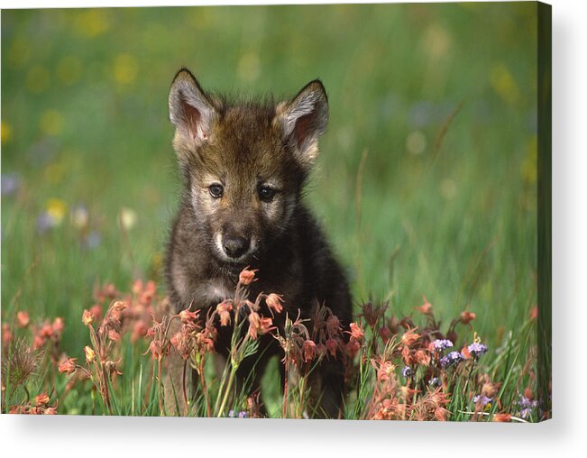 Feb0514 Acrylic Print featuring the photograph Timber Wolf Pup North America by Tom Vezo