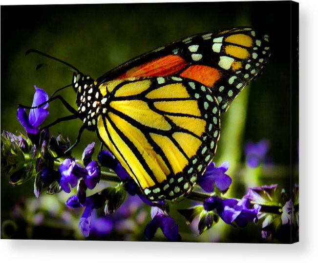 Beautiful Butterflies Acrylic Print featuring the photograph Tiny Dancer by Karen Wiles