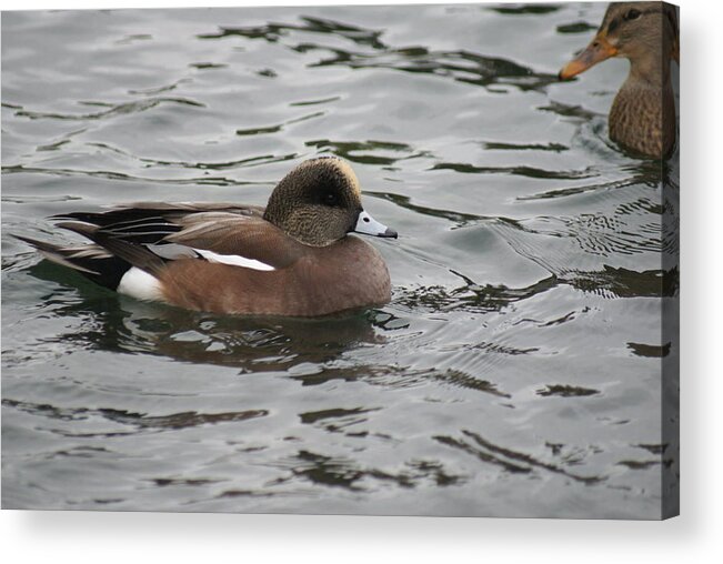 Tiny Acrylic Print featuring the photograph Tiny Duck by Rob Luzier