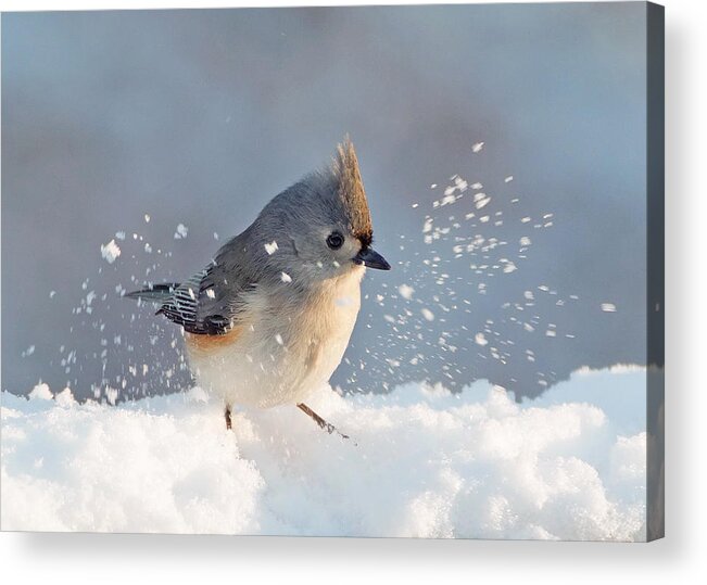 Tufted Acrylic Print featuring the photograph Titmouse Fun in the Snow by Jack Nevitt