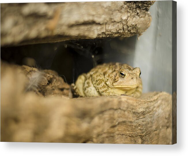 Toad Acrylic Print featuring the photograph Toad in the Hole by Heather Applegate