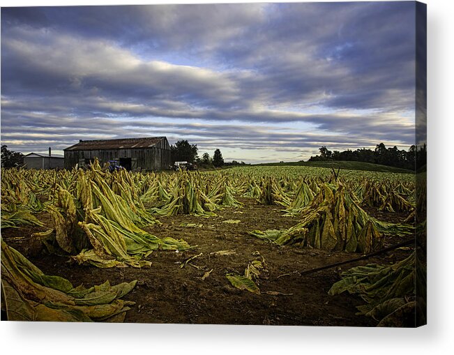Farm Acrylic Print featuring the photograph Tobacco road I by Richard Macquade