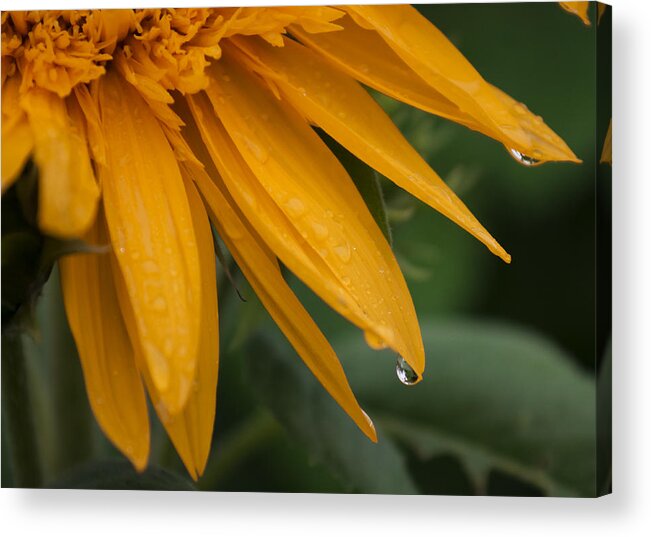 Tohokujhae Sunflower Acrylic Print featuring the photograph Tohokujhae Sunflower with Rain Drops by Tracy Winter
