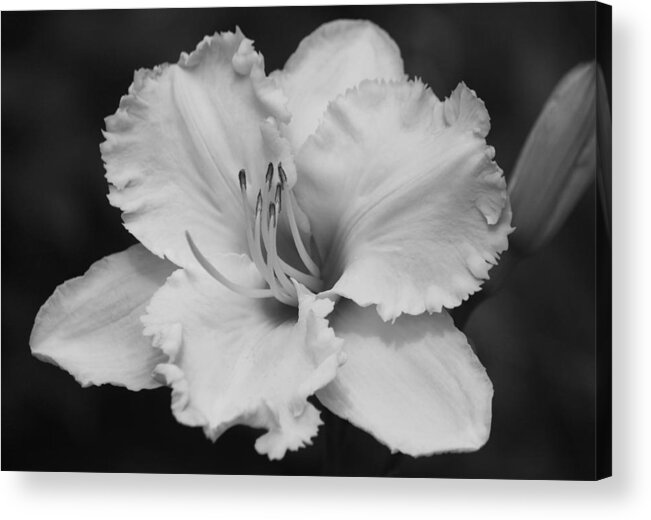 Photograph Acrylic Print featuring the photograph Tom Leonard Daylily - Black and White by Suzanne Gaff