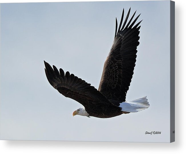 Bald Eagle Acrylic Print featuring the photograph Tower Road Bald Eagle by Stephen Johnson