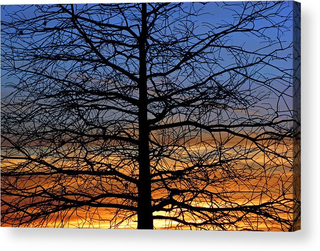 Tree Acrylic Print featuring the photograph Tree at Sunset by Daniel Woodrum