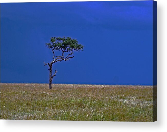 Tree Acrylic Print featuring the photograph Tree on Serengeti by Tony Murtagh