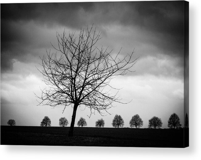 Tree Acrylic Print featuring the photograph Trees black and white by Matthias Hauser