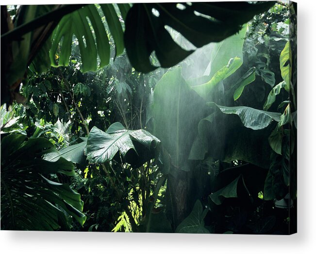 Rain Acrylic Print featuring the photograph Tropical Downpour by Ian Gowland/science Photo Library