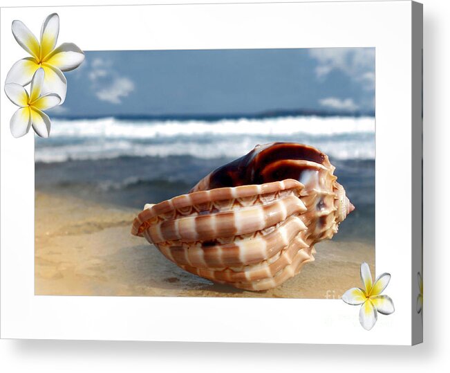Photography Acrylic Print featuring the photograph Tropical Shell 2 by Kaye Menner