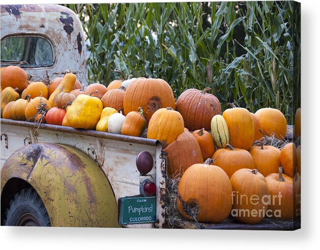 Agribusiness Acrylic Print featuring the photograph Truck Full of Pumpkins by Juli Scalzi