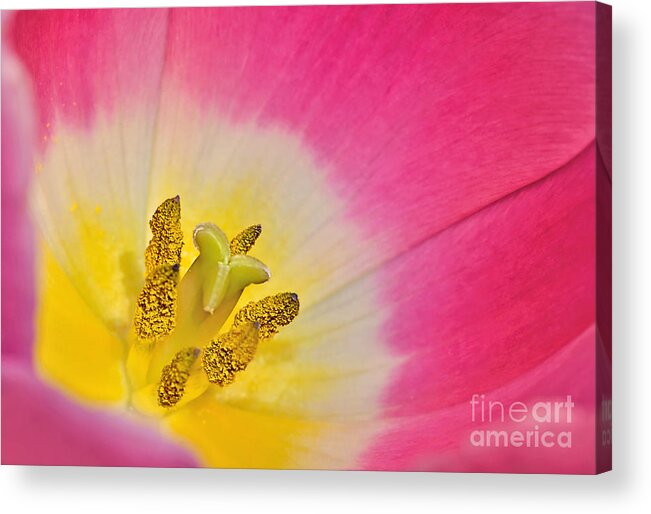 Photography Acrylic Print featuring the photograph Tulip Beauty by Kaye Menner