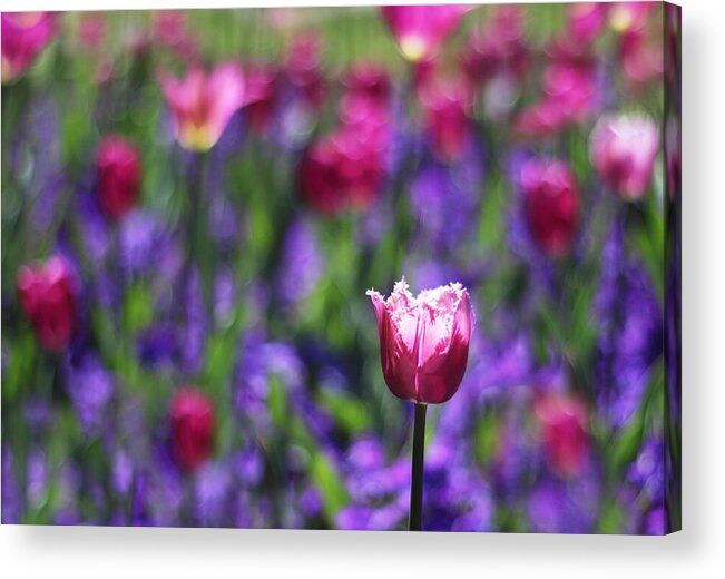 Flowers Acrylic Print featuring the photograph Tulip Field II by Jessica Jenney