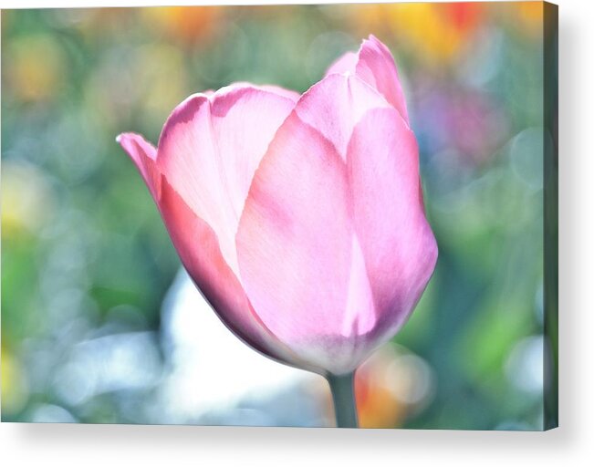 Tulip Acrylic Print featuring the photograph Tulipooty by Max Blinkhorn