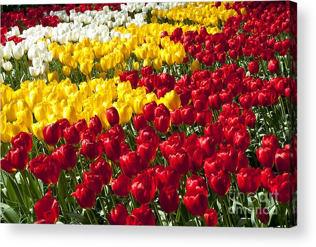 Tulips Acrylic Print featuring the digital art Tulips in Bloom by Pravine Chester