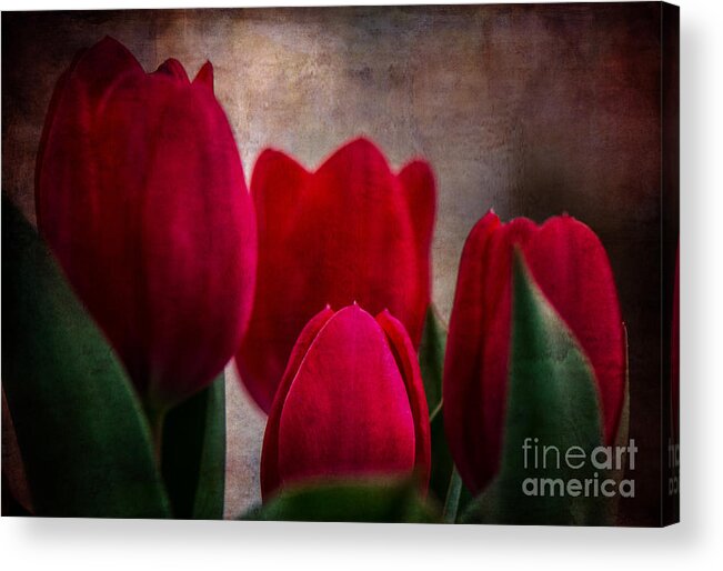 Tulips Acrylic Print featuring the photograph Tulips by Judy Wolinsky