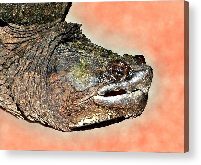 Macro Acrylic Print featuring the photograph Turtle Neck by Barbara S Nickerson