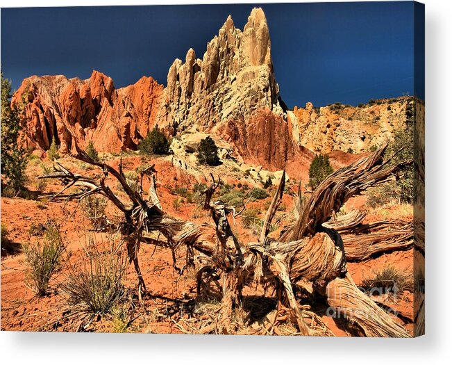 Cottonwood Road Acrylic Print featuring the photograph Twisted And Colorful by Adam Jewell
