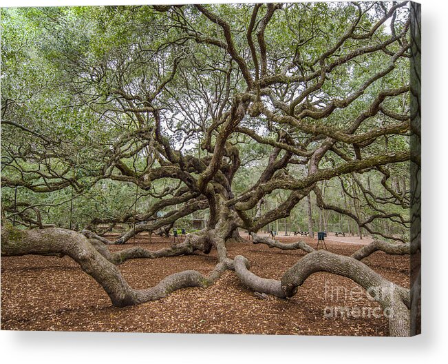 Angel Oak Tree Acrylic Print featuring the photograph Twisted Limbs by Dale Powell