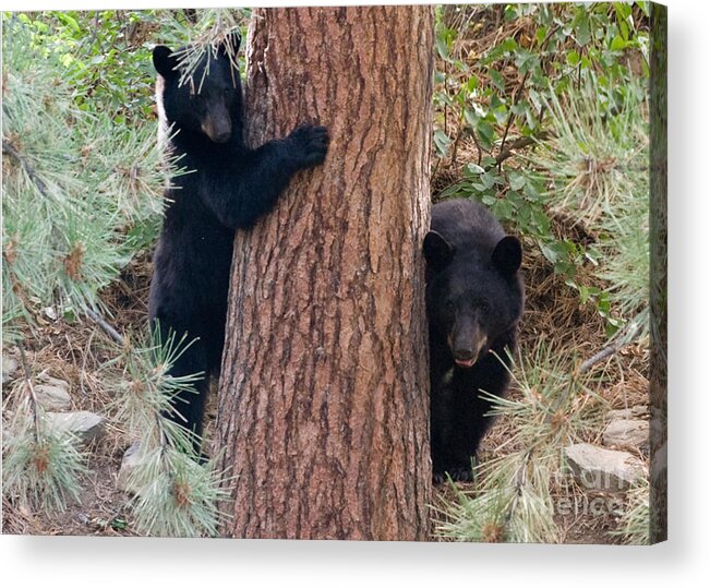 Black Bear Acrylic Print featuring the photograph Two Bears by Bon and Jim Fillpot