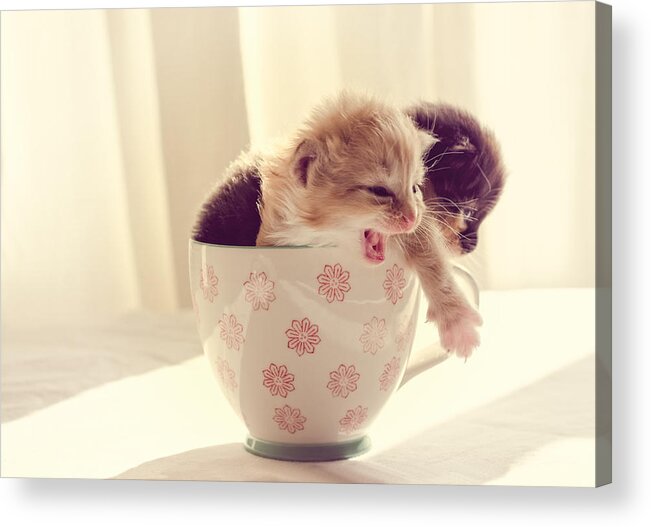 Two Acrylic Print featuring the photograph Two Cute Kittens in a Cup by Spikey Mouse Photography
