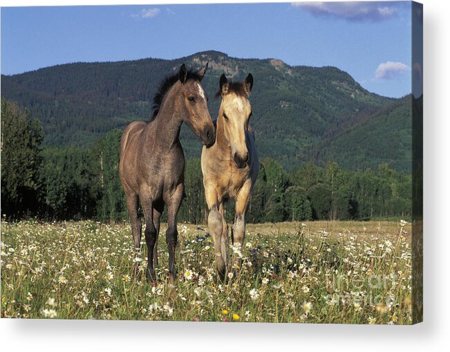 Horses Acrylic Print featuring the photograph Two Fillies In Meadow by Rolf Kopfle