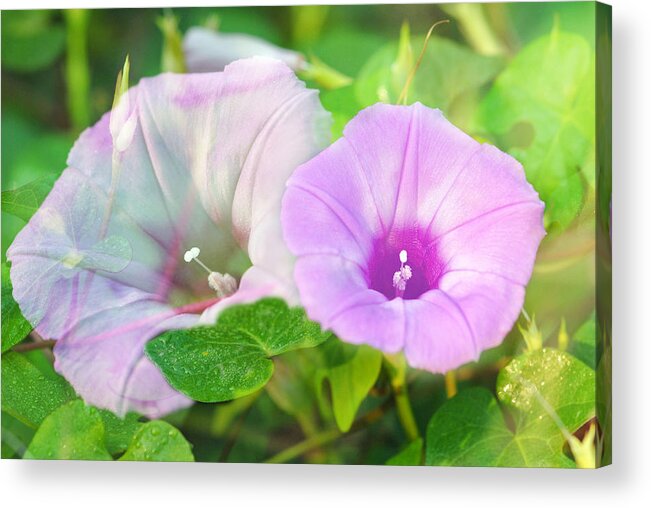 Macro Acrylic Print featuring the photograph Two Morning Glories by Susan Moody