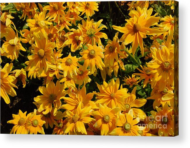 Two Toned Acrylic Print featuring the photograph Two Toned Yellow Blooms by Eunice Miller