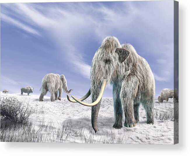 Animal Acrylic Print featuring the digital art Two Woolly Mammoths In A Snow Covered by Leonello Calvetti