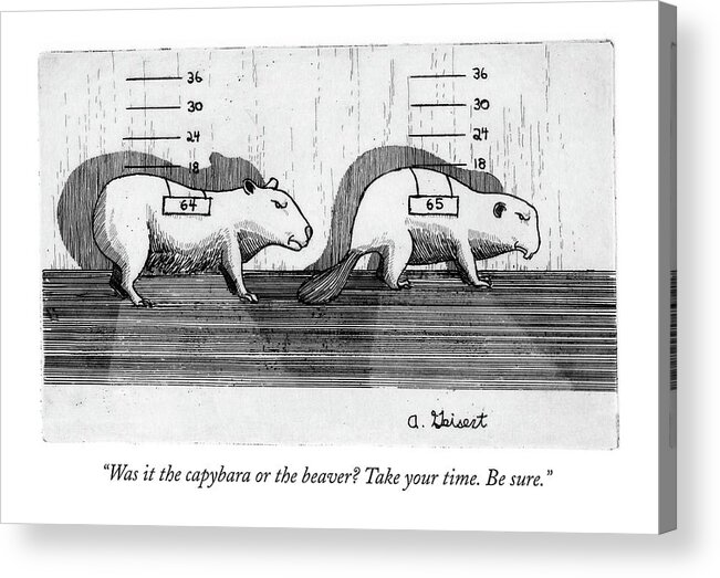 
(two Similar Animals In A Lineup.) 121345 Ags Arthur Geisert Crime Acrylic Print featuring the drawing Was It The Capybara Or The Beaver? Take by Arthur Geisert