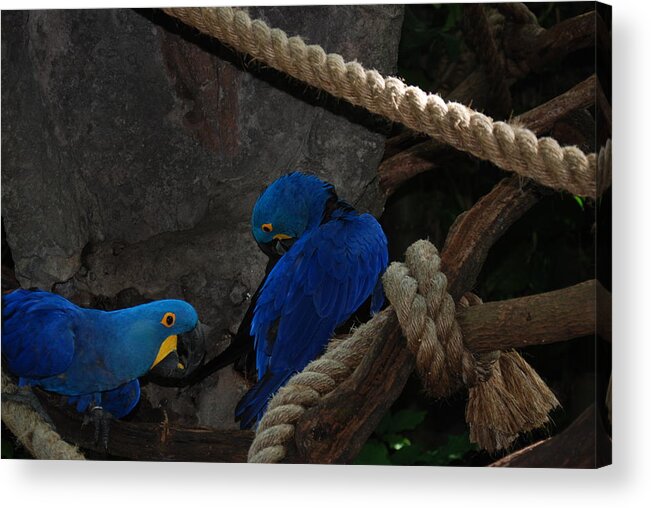 Blue Acrylic Print featuring the photograph Very Blue Birds by Joseph Desiderio
