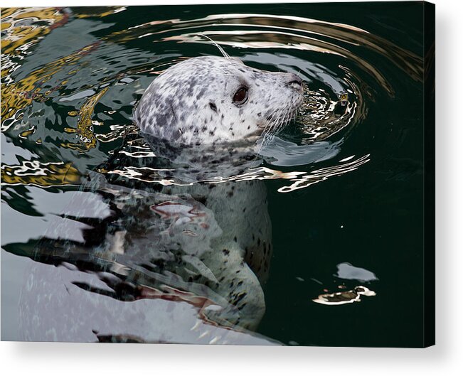 Victoria Acrylic Print featuring the photograph Victoria Harbour Seal by John Daly