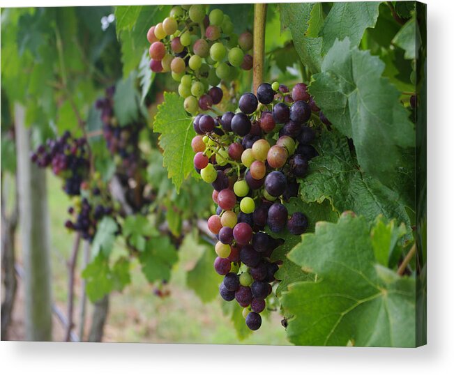 Vineyard Acrylic Print featuring the photograph Vineyard Colors by Greg Graham