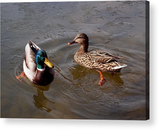 Duck Acrylic Print featuring the photograph Wading Ducks by Rona Black