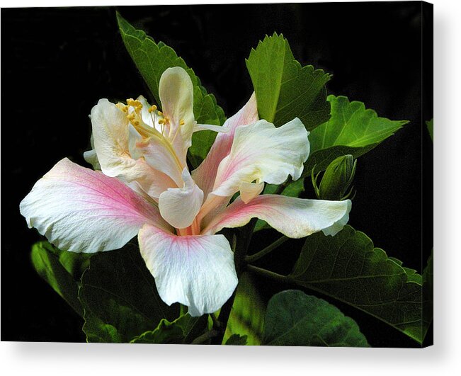 Floral Acrylic Print featuring the photograph Waitangi White Hibiscus by Linda Phelps