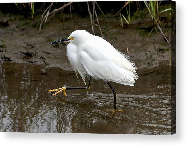 Texas Acrylic Print featuring the photograph Walking Egret by Carol Erikson