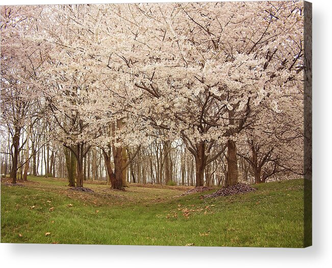 Flower Acrylic Print featuring the photograph Washington DC Cherry Blossoms by Kim Hojnacki