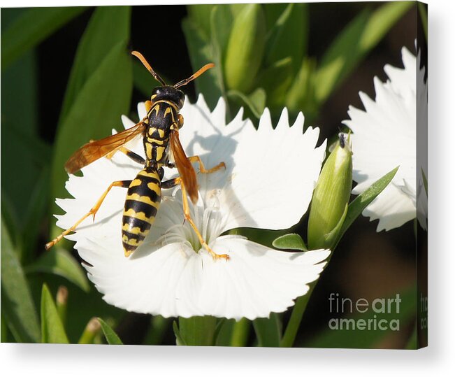Wasp Acrylic Print featuring the photograph Wasp on Dianthus Floral Lace White Flower 3 by Robert E Alter Reflections of Infinity