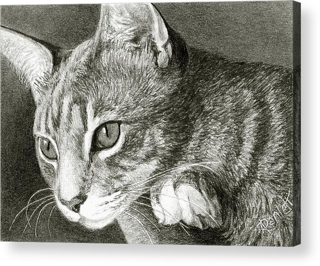 Cat Acrylic Print featuring the drawing Watchful by Ann Ranlett