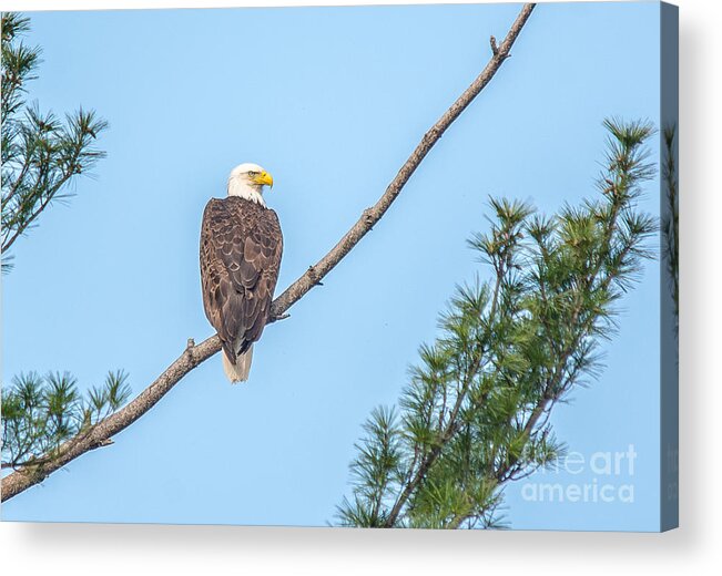 Landcape Acrylic Print featuring the photograph Watchful Eye by Cheryl Baxter