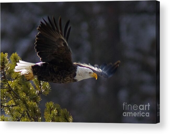 Haliaeetus Leucocephalus Acrylic Print featuring the photograph Watching The River by J L Woody Wooden