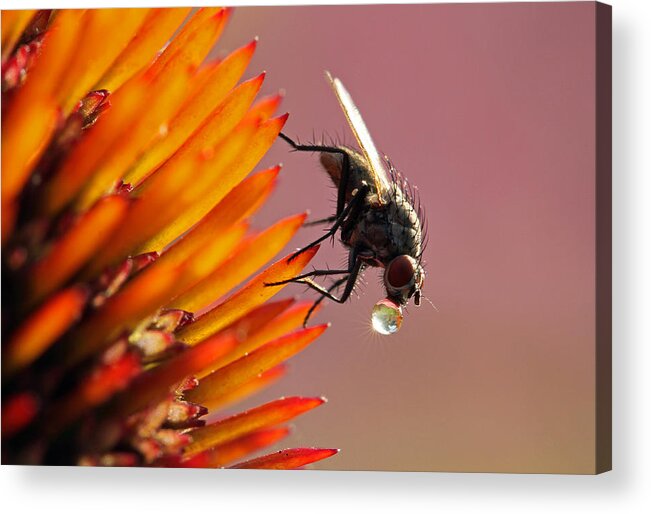 Fly Acrylic Print featuring the photograph Water Drunk by Juergen Roth