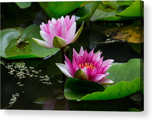 Water Garden Delight Acrylic Print featuring the photograph Water Garden Delight by Dale Kincaid